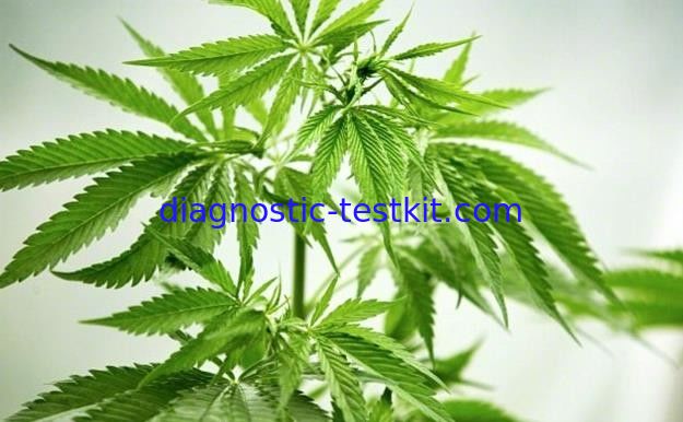 One Step Medical THC Home Urine Test Kit 99% Accuracy FDA Approved